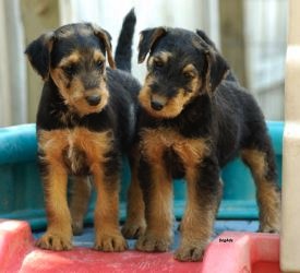 Airedale puppies ©DogAds