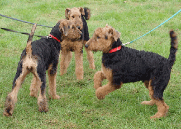 Airedale puppies ready to learn